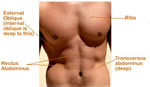 transversus abdominis