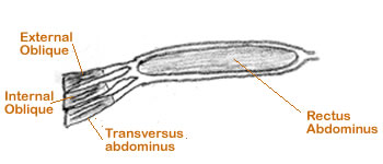abdominal muscle section