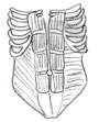 abdominal and back muscles diagram