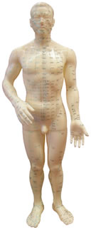 acupuncture points model