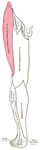 meralgia paresthetica