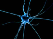 nerve-cell