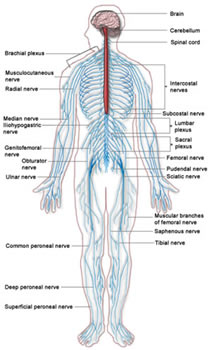 spinal cord diagram
