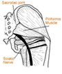 piriformis muscle