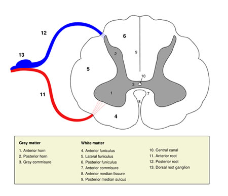 spinal cord diagram
