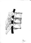 spinal cord human spine diagram