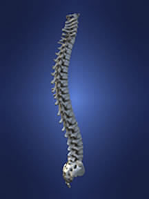 diagram of human spine