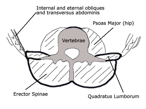 image showing transeversus abdominus in relation to a typical lumbar vertebral segment