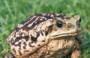 cane toad
